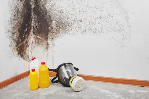 Trusted Liberty, NC Mold Removal Experts