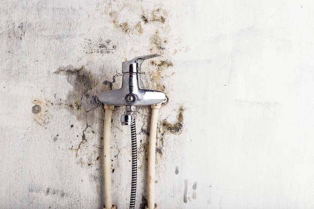 Best Mold Removal Near Me  in Liberty, NC