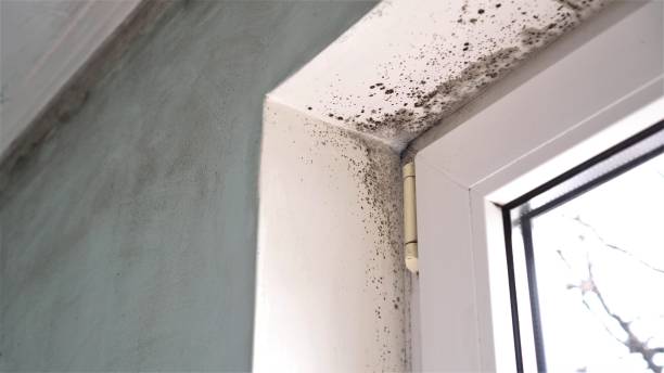 Crawl Space Mold Removal in Liberty, NC
