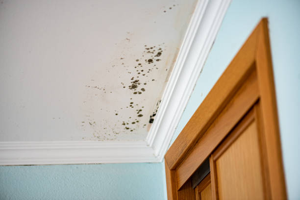 Mold Removal Process in Liberty, NC