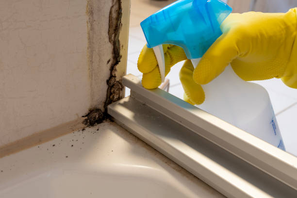 Best Affordable Mold Removal  in Liberty, NC
