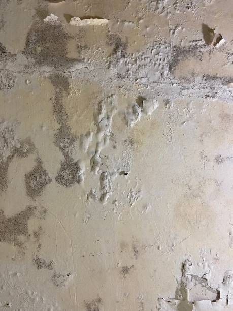 Best Toxic Mold Removal  in Liberty, NC