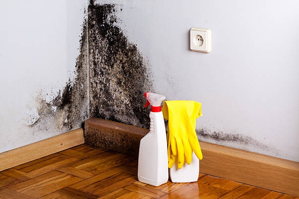  Liberty, NC Mold Removal Pros