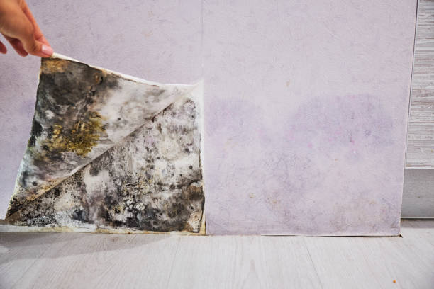 Best Fast Mold Removal  in Liberty, NC